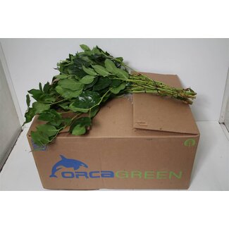 Freshy Salal Groot (p. bos)