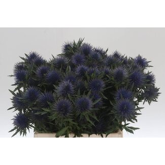Freshy Eryngium Magnetar Qstar