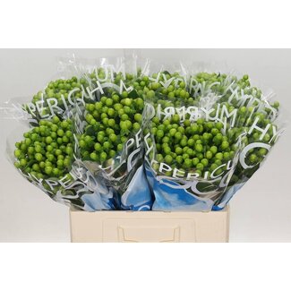 Freshy Hypericum Coco Bamboo