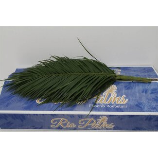 Freshy Phoenix Roebeleni L8 (p. bos)