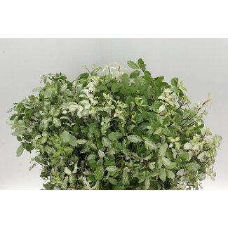 Freshy Pitto Irene 200gr (p. bos)