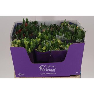 Freshy Alstroemeria Gem In Fust Import