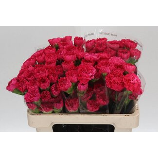 Freshy Anjer Kort Bach