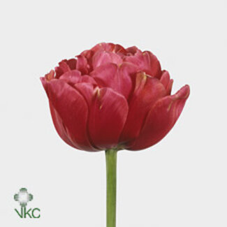 Freshy Tu. Du Renown Unique (frans)