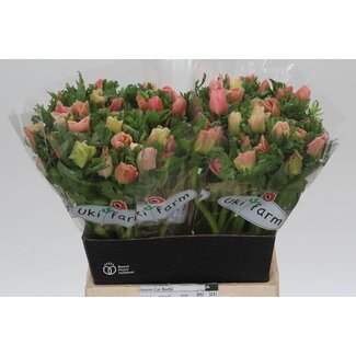 Freshy Anemone Co Carmel Barbi