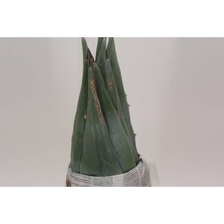 Freshy Agave Blad 60cm