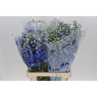 Freshy Delphinium El Guard Blue