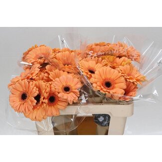 Freshy Gerbera * Jetset X10