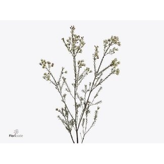 Freshy Chamelaucium Un Ella