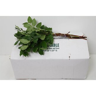 Freshy Salal Tips (p. bos) Air