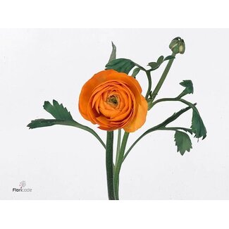 Freshy Ranunculus Elegance Orange