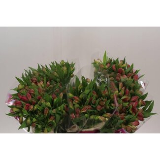 Freshy Alstroemeria Heartbreaker