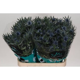 Freshy Eryngium Orion Qstar