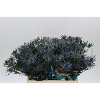 Freshy Eryngium Orion Qstar