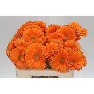 Freshy Gerbera * Toledo X10