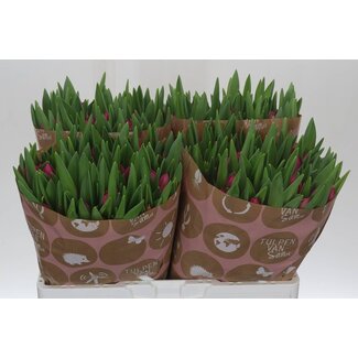 Freshy Tulp enkel Pink Ardour