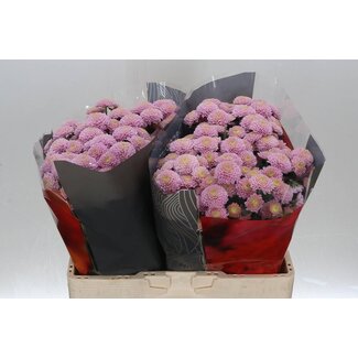 Freshy Chrysant santini Ellison Sweet