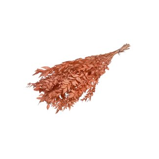 Casa Alegria Fleurs séchées Ruscus couleur saumon | Longueur ± 65 centimètres | Poids ± 100 grammes