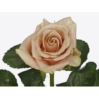 Freshy Rosa Sand Dune