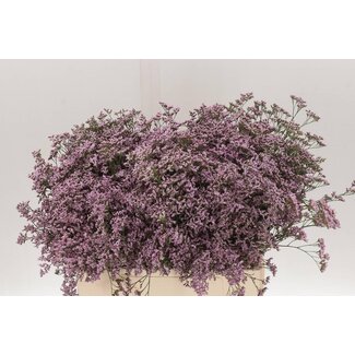 Freshy Limonium Saf Oshi Pink