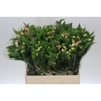 Freshy Alst.kort Wonder Sweet