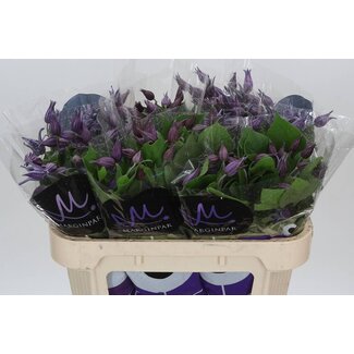 Freshy Clematis Amazing Sydney