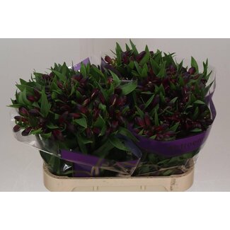 Freshy Alstroemeria Kamala