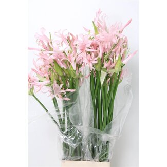 Freshy Nerine Bo Sofie Bolgerijpt
