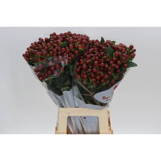 Freshy Hypericum Mag Seasons