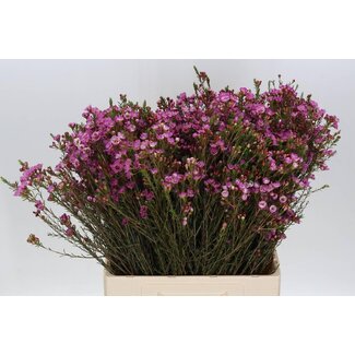 Freshy Chamelaucium Adi