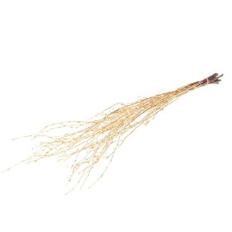 Dutch Dried Birch branches | Gold | 60 cm | Per 10 stems