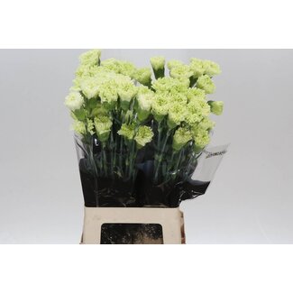 Freshy Anjer Lang Goblin