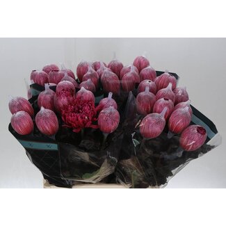Freshy Chrysant deco Antonov Kleurbehandeld Bordeaux