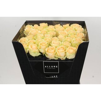 Freshy Rosa Avalanche Peach Allure