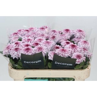 Freshy Chrysant deco Pip Pretty