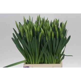 Freshy Narcis G Wedding Bell