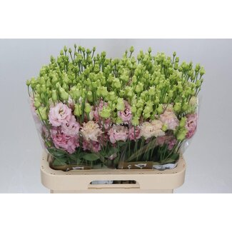 Freshy Eustoma Gevuld Alissa Light Pink