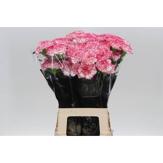 Freshy Anjer Lang Komachi