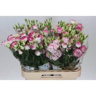 Freshy Eustoma Gevuld Rosi Hot Lips