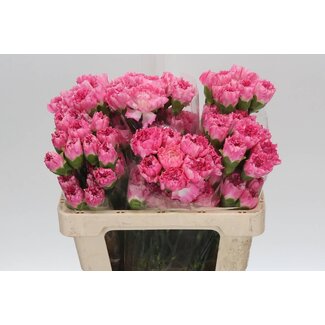 Freshy Anjer Kort One Dollar