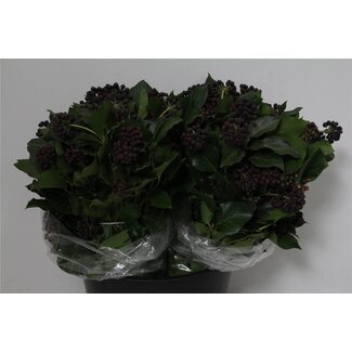 Freshy Hedera Bes 400gr (p. bos)