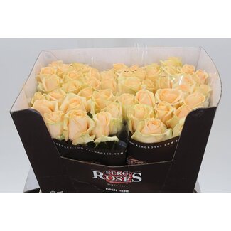 Freshy Rosa Avalanche Peach