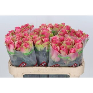 Freshy Rosa Bellevue