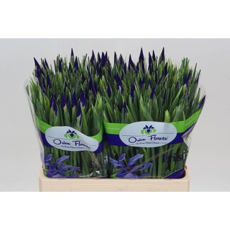 Freshy Iris Hong Kong