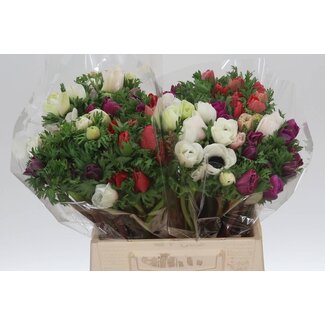 Freshy Anemone Mistral M X50 Mix