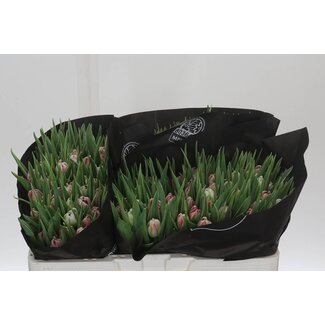 Freshy Tulp dubbel Flash Point