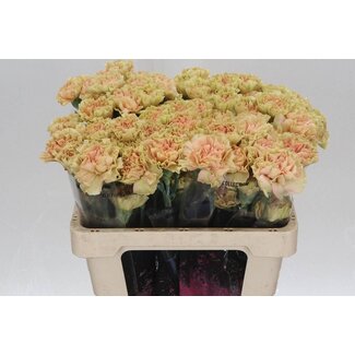 Freshy Anjer Kort Ambar