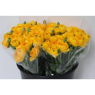 Freshy Ranunculus Eleg X50 Geel