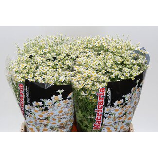 Freshy Tanacetum Pa Single Vegmo