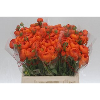 Freshy Ranunculus Cloony L X10 Lambada